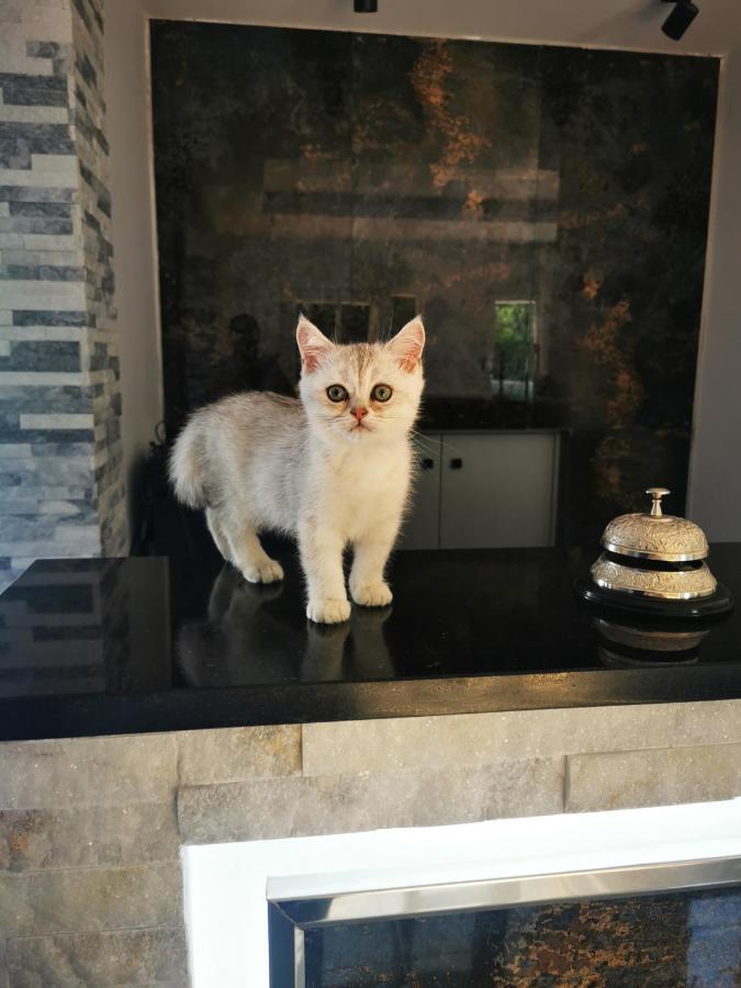 Doftana Apartaments Teşila 외부 사진